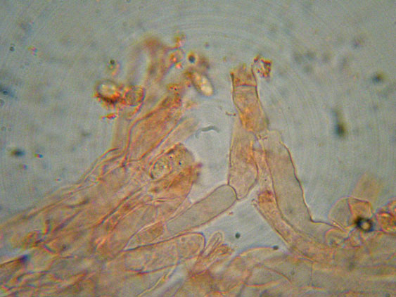 Crepidotus da determinare