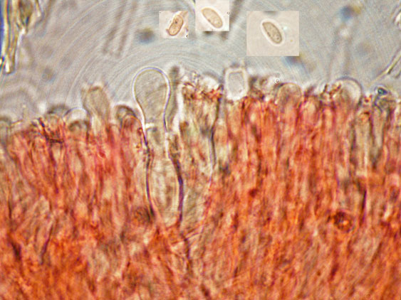 Chondrostereum purpureum da confermare - foto 6154