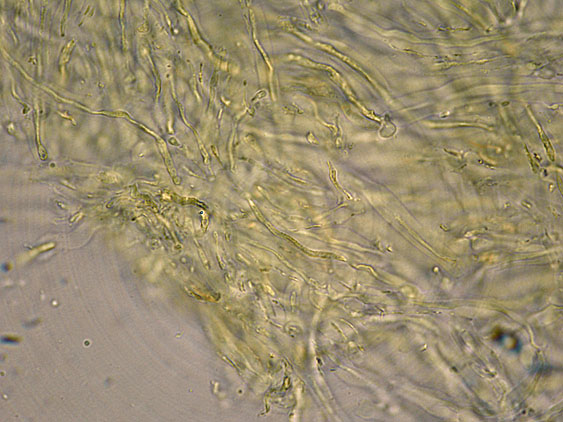 Curiosità più che determinaz.-foto6074(Postia leucomallella)