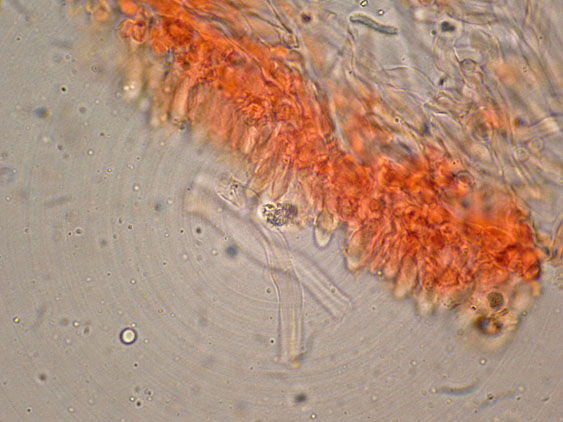 Curiosità più che determinaz.-foto6074(Postia leucomallella)