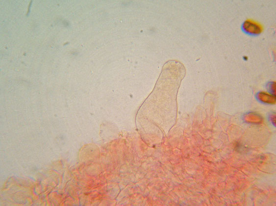 Psathyrella da determinare (cfr. Psathyrella spadiceogrisea)