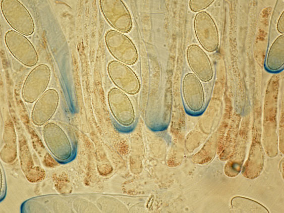 Peziza da determinare