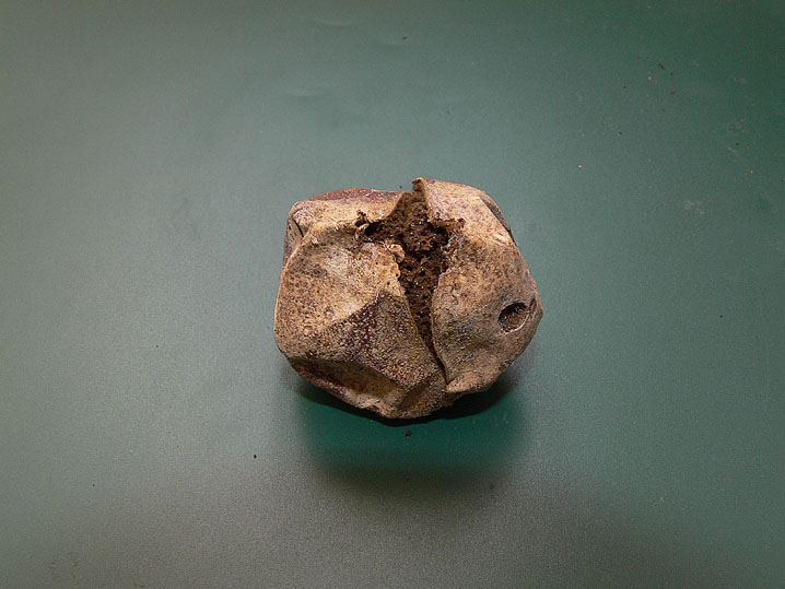 Bovista da determinare