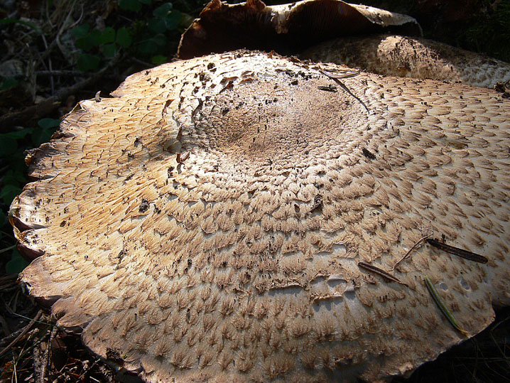 Agaricus augustus Fr.