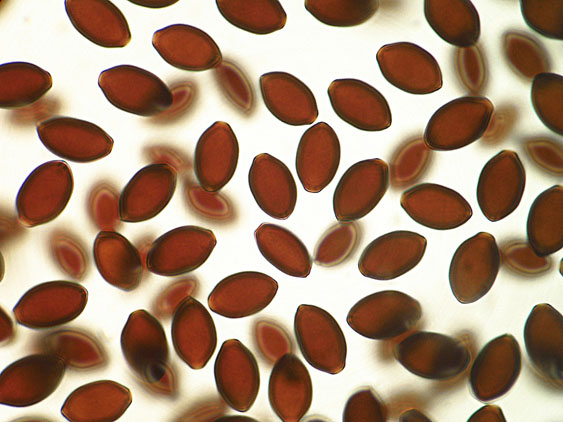 Panaeolus papilionaceus var. papilionaceus (Bull.) Quél