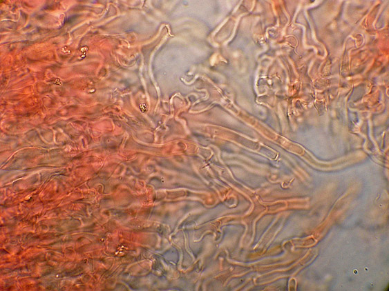 Quiz N.7 (Peniophora quercina)