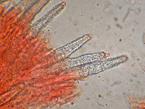 Rhizochaete radicata (Henn.) Gresl., Nakasone & Rajchenb.