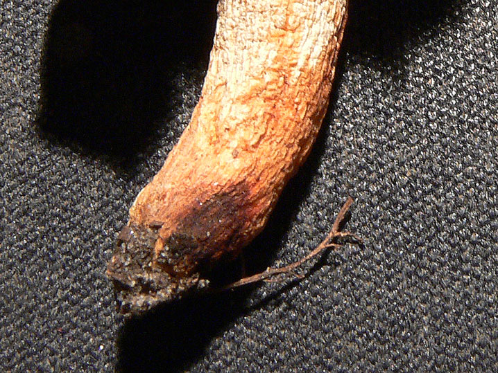 Russula insignis?