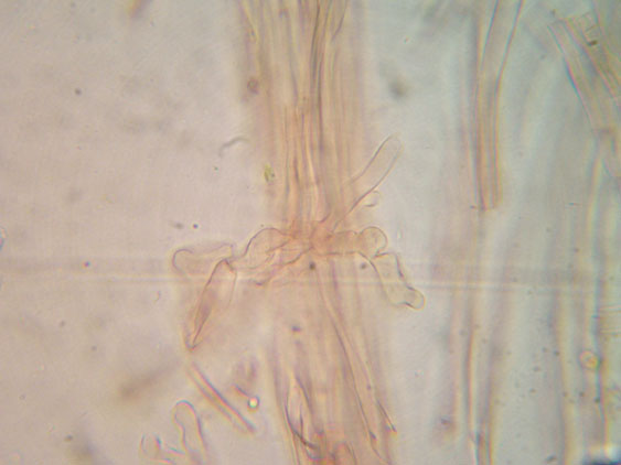 Da determinare (cfr. Callistosporium sp.)