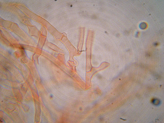 Clitocybe phyllophila