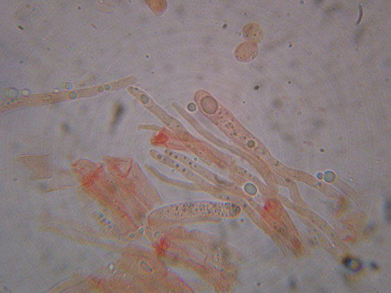 Gloiothele lactescens? (Gloiothele lactescens)