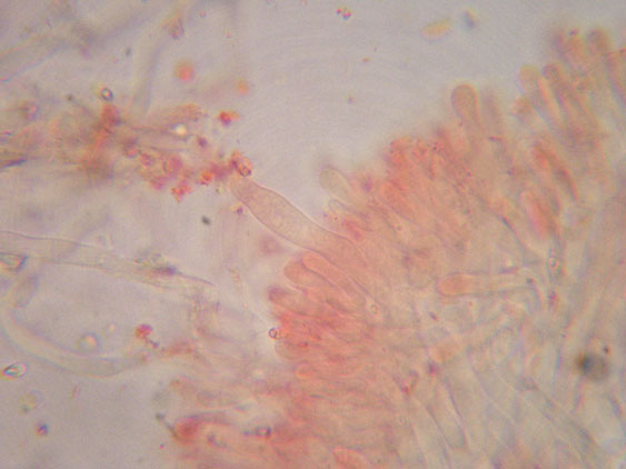 Phanerochaete raduloides? (Phanerochaete aculeata)