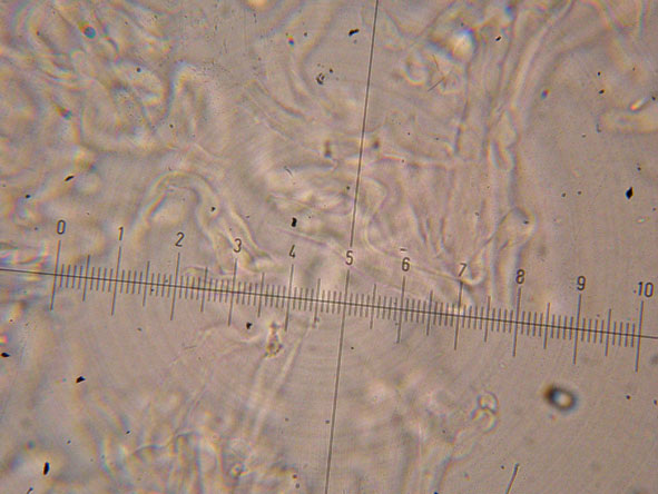 Obducta o floriformis? (Osteina obducta)