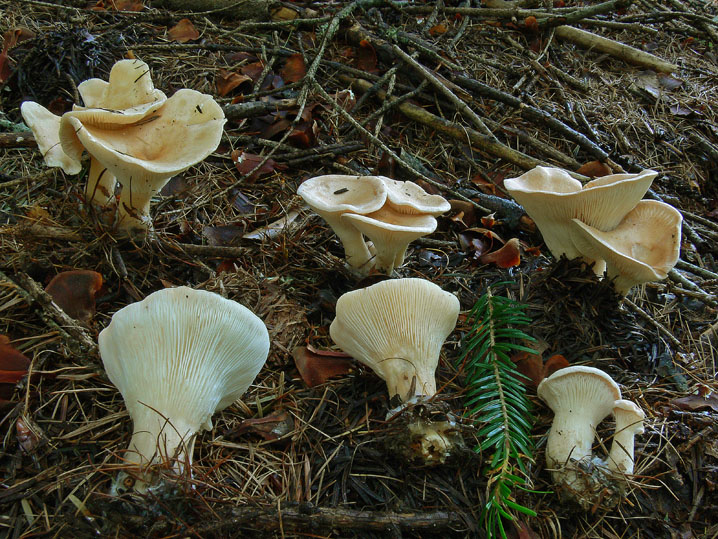 Clitocybe gibba