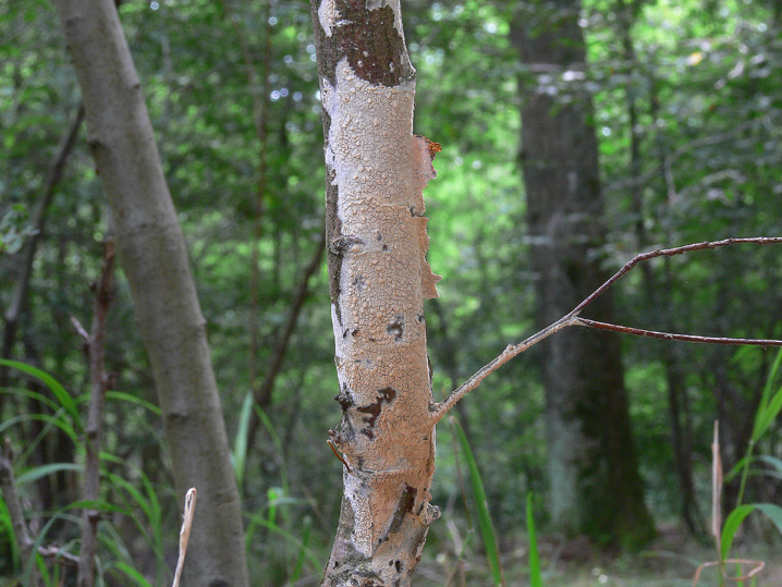 Hyphoderma roseocremeum? (Hyphoderma roseocremeum)