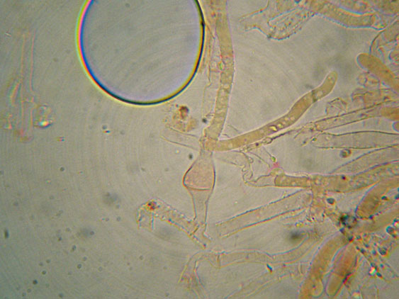 Da determinare (Ceraceomyces serpens)