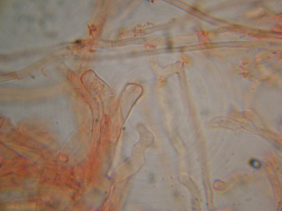 Crepidotus da determinare