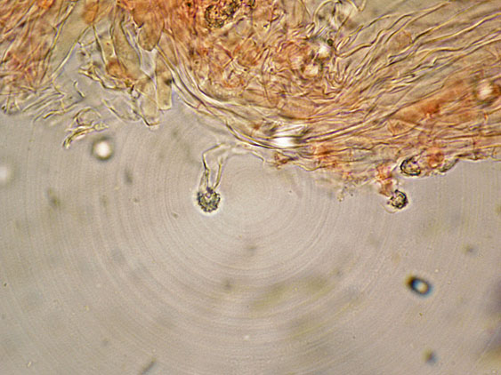 Quiz N. 6 (Oxyporus latemarginatus)