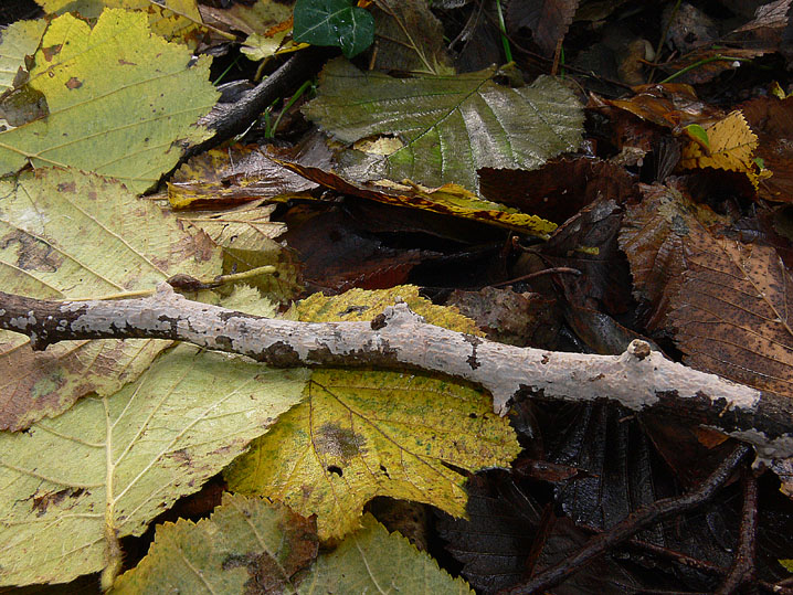 Peniophora lilacea Bourdot & Galzin