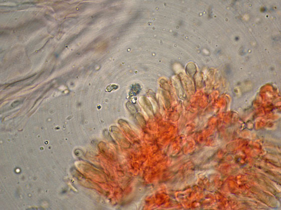 Curiosità più che determinaz.-foto6074(Postia leucomallella)