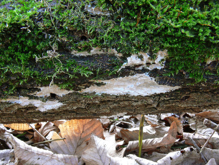 Crosticina con rizomorfe (Phanerochaete velutina)