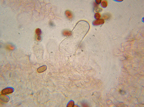 Psathyrella da determinare (cfr. Psathyrella spadiceogrisea)