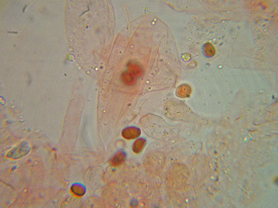 Raccolte del 2 Maggio