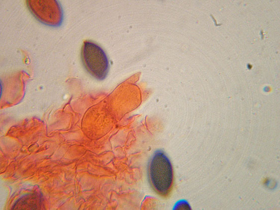 Panaeolus papilionaceus var. papilionaceus (Bull.) Quél