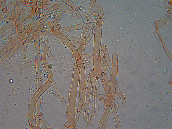 Crosta su ramo di pino - foto 5504 (Gloeoporus taxicola)