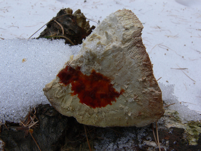 Fomitopsis pinicola