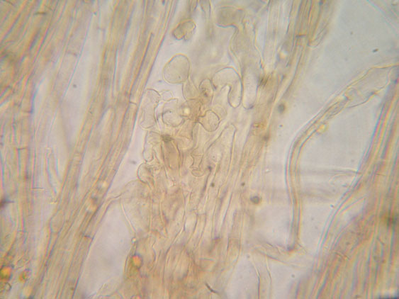 Da determinare (cfr. Callistosporium sp.)