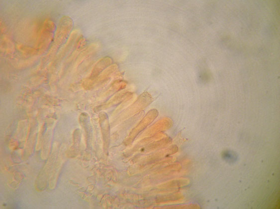 Clitocybe phyllophila