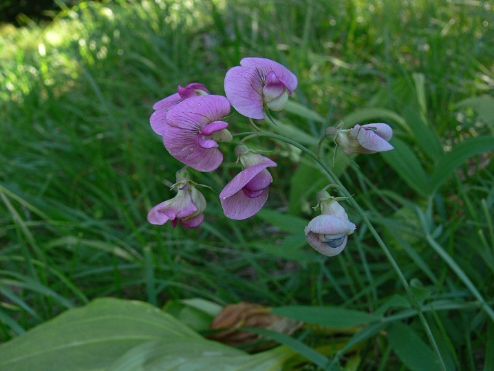 Lathyrus da determinare