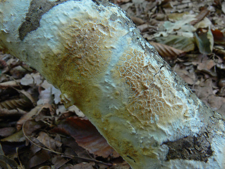 Da determinare (Ceraceomyces serpens)