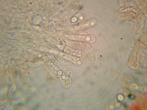 Radulomyces confluens
