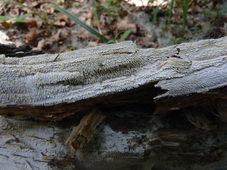 Phanerochaete raduloides? (Phanerochaete aculeata)