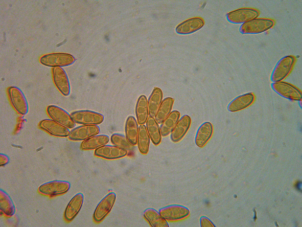 Ancora Xerocomus
