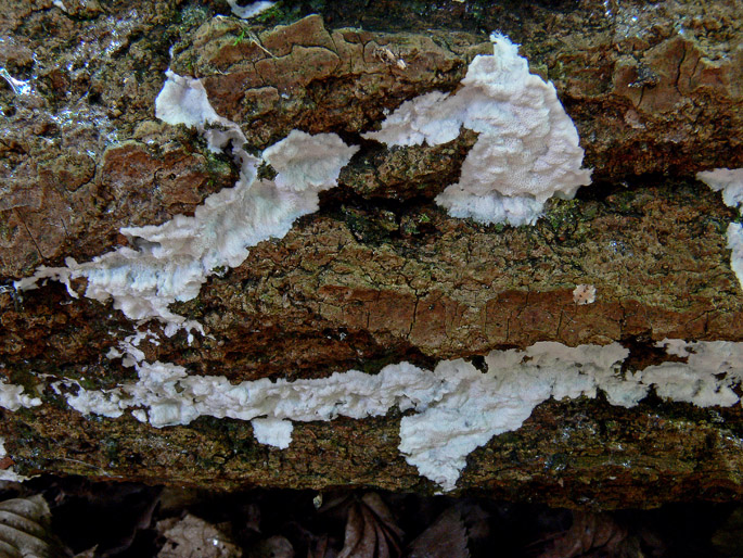 Oxyporus obducens? (Oxyporus obducens)