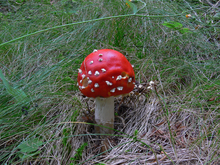 Amanita muscaria
