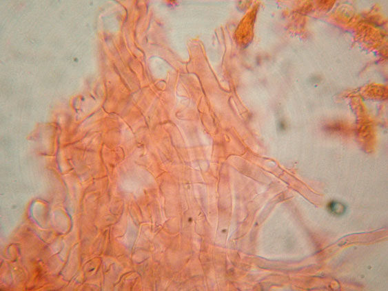 Crepidotus da determinare