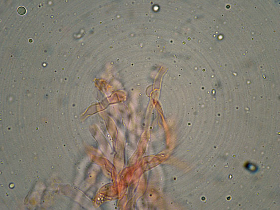 Curiosità più che determinaz.-foto6074(Postia leucomallella)