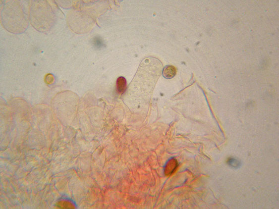 Psathyrella da determinare (cfr. Psathyrella spadiceogrisea)