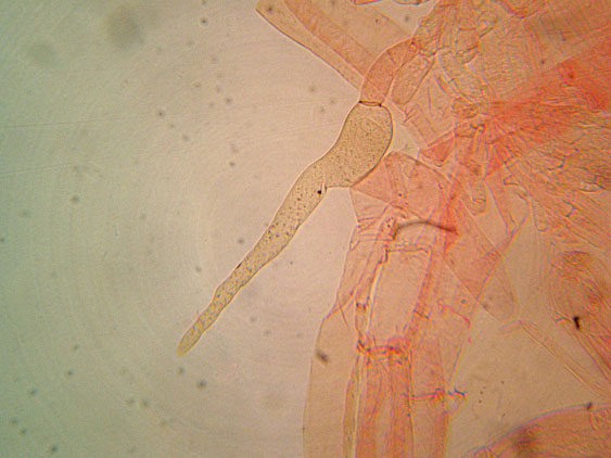 Coprinellus micaceus