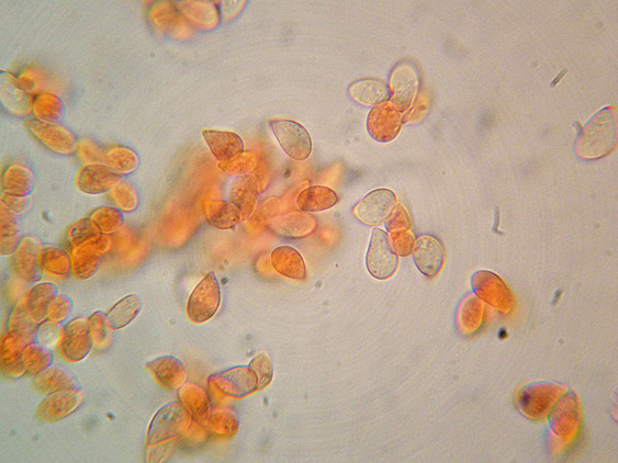 Quiz N. 2 (Cylindrobasidium evolvens)