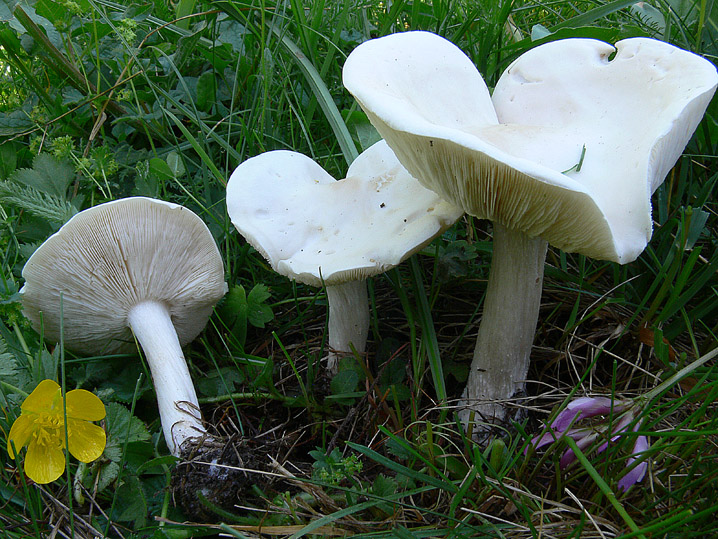 Raccolte del 20 e 21 Giugno