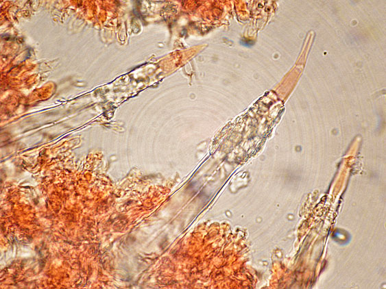 Tubulicrinis subulatus