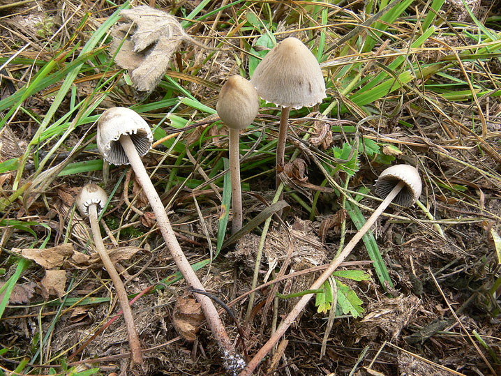 Panaeolus papilionaceus var. papilionaceus (Bull.) Quél