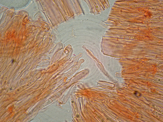 Probabile Stereum rugosum - foto 6656 (Stereum gausapatum)