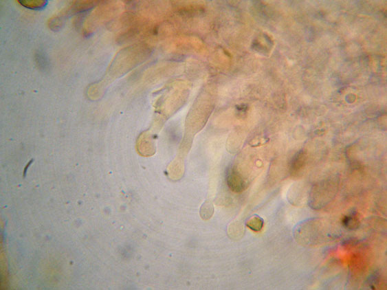 Raccolte del 9 Novembre