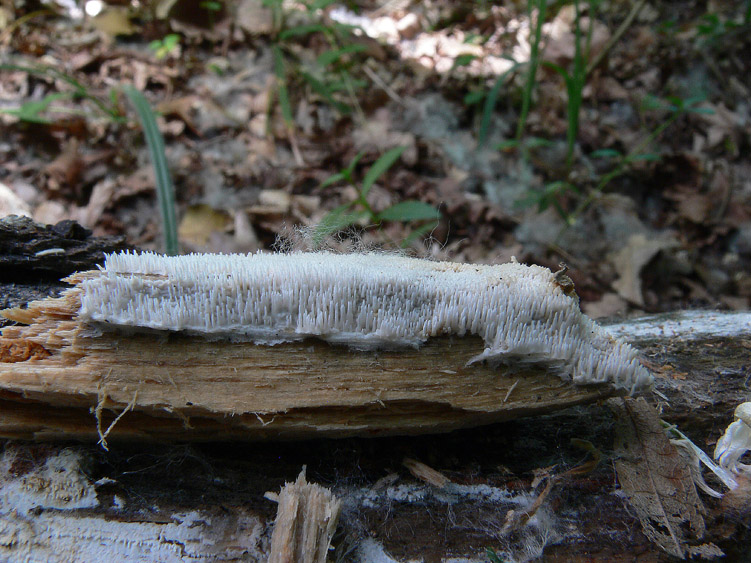 Phanerochaete raduloides? (Phanerochaete aculeata)